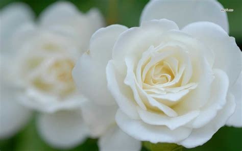 18+ hình ảnh đẹp hoa hồng trắng đẹp nhất thế giới ~ Shop hoa tươi đẹp Cocina Economica