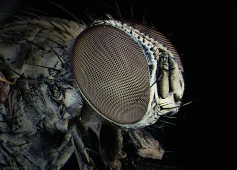 Unlock the Secrets of the Microscopic World - Discover What a Fly Looks Like Up Close!