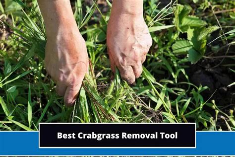 5 Best Crabgrass Removal Tool for 2024