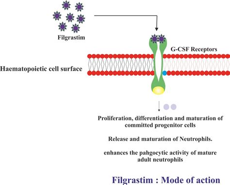 Filgrastim - Drugs Details