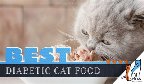 8 Best Diabetic Cat Foods: Our 2024 Guide to Feeding a Diabetic Cat