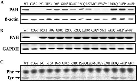 Figure 2 from Identification and functional analysis of mutations of the phenylalanine ...