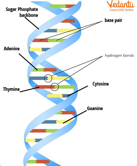 Human Genome Project - Definition, Aim, Objective, Steps, Features, And ...