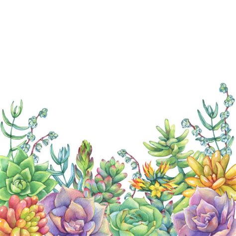 Succulents Border Illustrations, Royalty-Free Vector Graphics & Clip ...