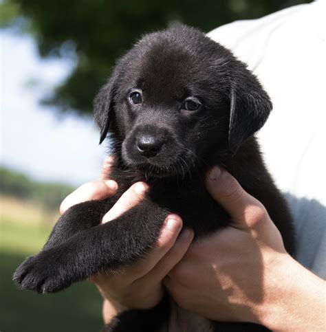 Black English Labrador Puppies - Kindred Pup