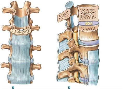 Anterior Longitudinal Ligament Anatomy