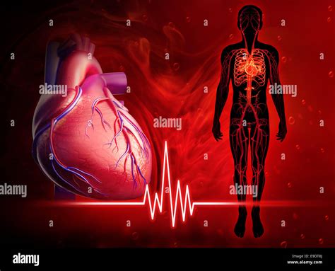 Illustration of human heart beat diagram Stock Photo - Alamy