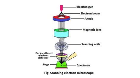 Scanning electron microscope: Structure & description - sciencequery.com