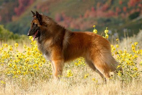 Bohemian Shepherd vs Belgian Shepherd Dog (Tervuren) - Breed Comparison