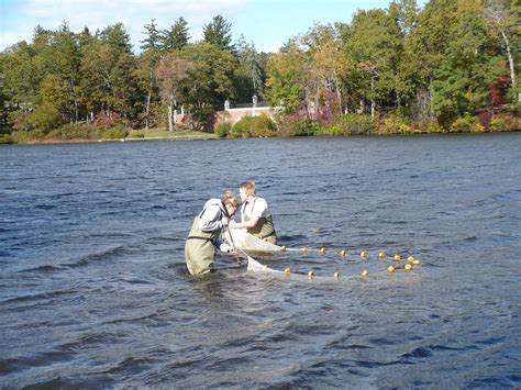 Seining- the experts demonstrate technique | lake carasaljo | Flickr