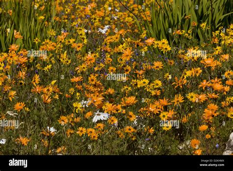 Spring wildflowers hi-res stock photography and images - Alamy