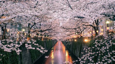 How to See Japan's Cherry Blossoms in 2019 | Condé Nast Traveler