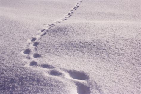 Free Footprints in the snow Stock Photo - FreeImages.com