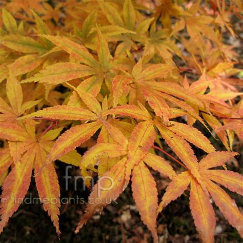 A Big Photo of Acer Japonicum, Leaf Close-up from FindMePlants