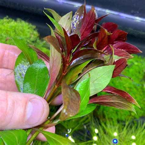 Ludwigia Sp. 'DARK RED' (Ludwigia Repens)