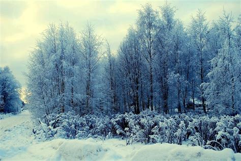 Winter Trees I Scandinavia Photograph by TinaDeFortunata | Fine Art America