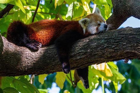 Red panda conservation in Nepal can be key to ecotourism in the high ...