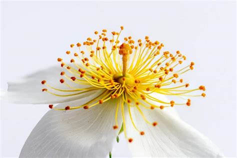 38 Macro Photography Ideas To Shoot at Home