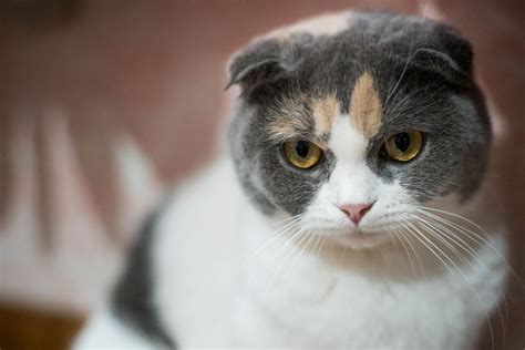 Dilute / Grey Calico Cats Explained - Cat-World