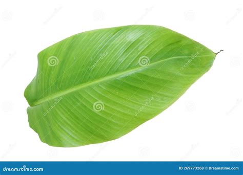 Banana Leaf Isolated on White Background Stock Photo - Image of food, backgroun: 269773268