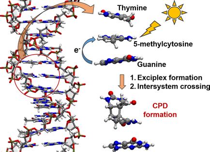 Photochemical Formation of Cyclobutane Pyrimidine Dimers in DNA through Electron Transfer from a ...