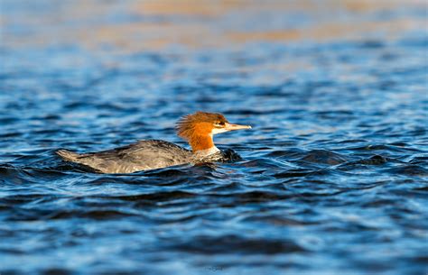 Common merganser | American, Common, North american