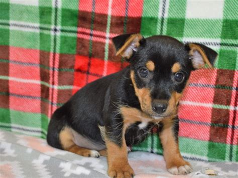 Rat Terrier/Yorkshire Terrier-DOG-Female-Black and Tan-3102589-Petland ...