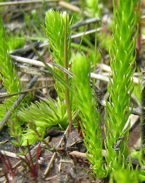 Life cycle of Lycopodium (clubmoss) and Selaginella (Spikemoss)