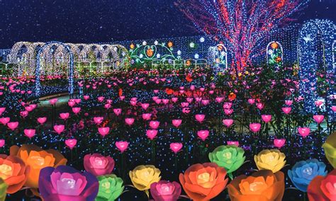 Ashikaga Flower Park In Winter | Best Flower Site