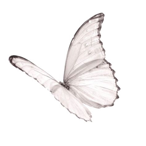 #butterfly #png #tublr #aesthetic #white #butterflies #fly #jpg #overlay #texture #overlays # ...