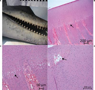 Frontiers | Standardizing gross descriptions of skin lesions in common bottlenose dolphins ...