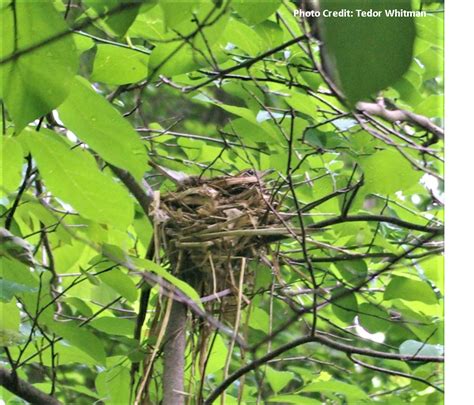 Success Story - Wood Thrushes - Cora Hartshorn Arboretum & Bird Sanctuary