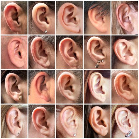 Human ears stock photo. Image of auris, auricula, human - 28472974