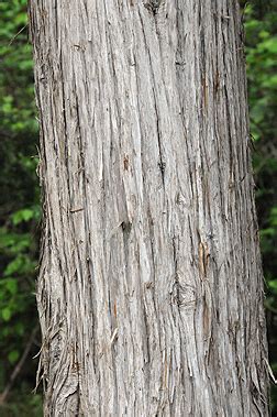 Red Cedar Tree Bark