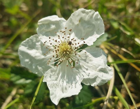 Fotos gratis : naturaleza, Produce, botánica, flora, flor silvestre, Pétalos, arbusto, zarza ...