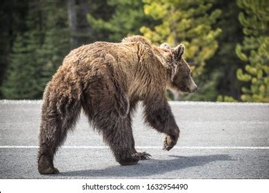 968 Grizzly On Road Stock Photos, Images & Photography | Shutterstock