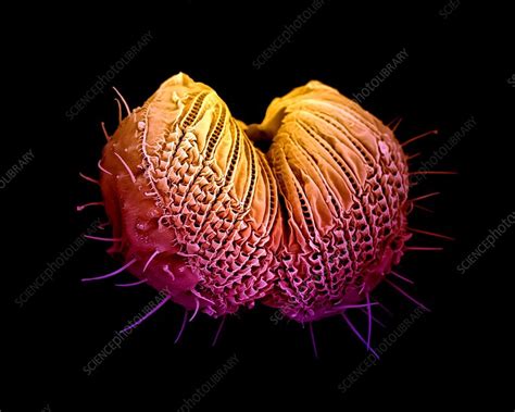 Fruit fly mouth parts, SEM - Stock Image - C021/1104 - Science Photo Library