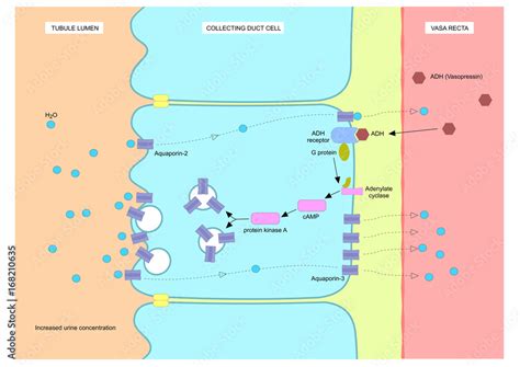 mechanism of action of ADH (antidiuretic hormone), o vasopressin Stock Vector | Adobe Stock