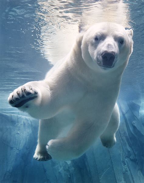 Polar Bear Underwater-Final-SH_400PPI copy – Eléonore CHARREY | Agent