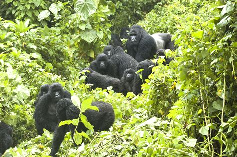 Gorilla Trekking In Rwanda: Luxury Gorilla Safaris