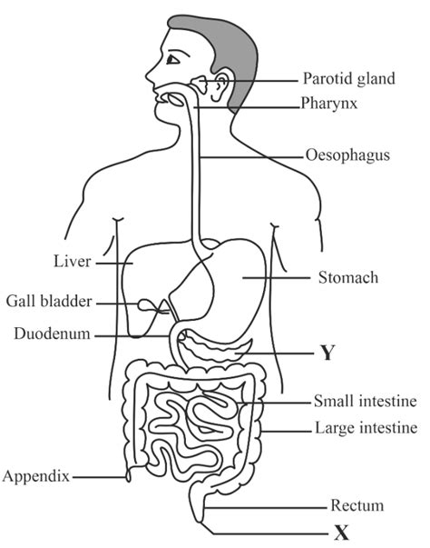 Diagram Of Digestive System Simple Digestive System Diagram | The Best Porn Website