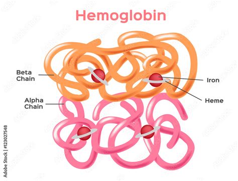 Structure of the haemoglobin ( hemoglobin ) molecule showing alpha and ...