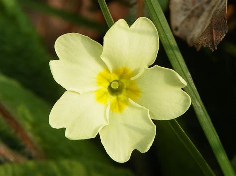 File:Primrose (Primula vulgaris).jpg