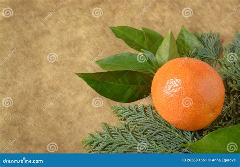 Orange on a Blurred Dark Beige Background with a Sprig of Thuja Stock Image - Image of beige ...