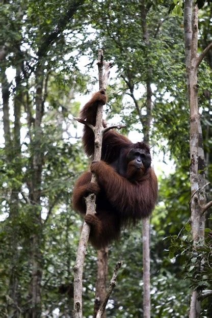 Orangutan Habitat - Orangutan Facts and Information