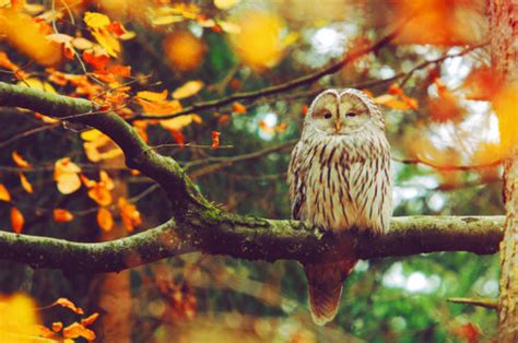 Autumn Owl Pictures, Photos, and Images for Facebook, Tumblr, Pinterest ...