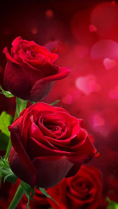 Collection: Mind-Blowing 999+ Images of Stunning Love Roses in Full 4K ...