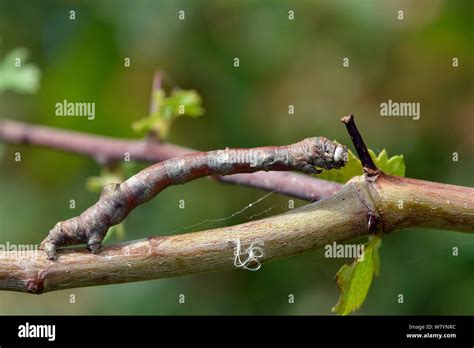 Scorched wing hi-res stock photography and images - Alamy