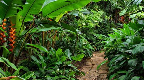 Tropical Garden Plants Melbourne | Hello Hello Plants