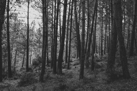 Forest in fog in black and white - Stock Image - Everypixel